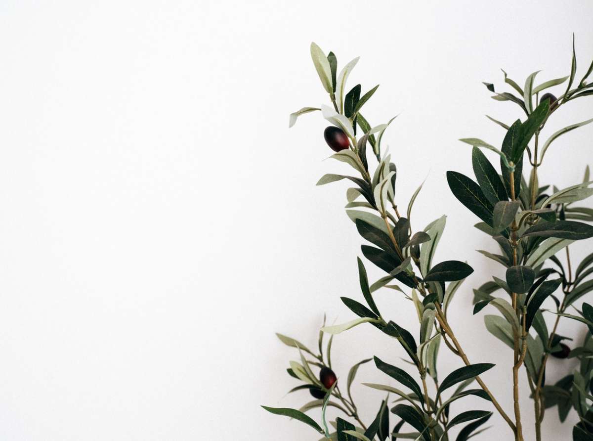 Entriamo nella Settimana Santa 