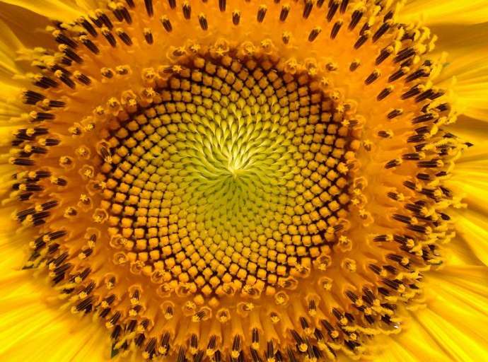 Cartabbia in Fiore